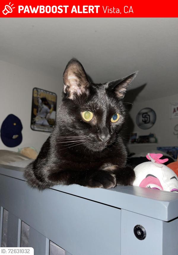 Lost Male Cat last seen Civic Center, Vista, CA 92084