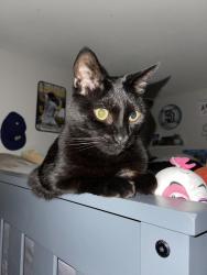 Lost Male Cat last seen Civic Center, Vista, CA 92084