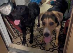 Found/Stray Male Dog last seen Near ave and cactus , Glendale, AZ 85304