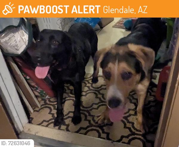 Found/Stray Male Dog last seen Near ave and cactus , Glendale, AZ 85304