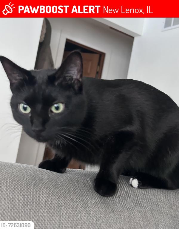 Lost Female Cat last seen Eagle ests , New Lenox, IL 60451
