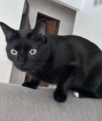 Lost Female Cat last seen Eagle ests , New Lenox, IL 60451