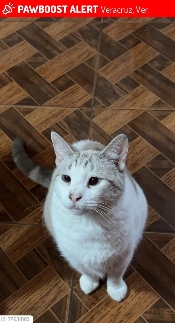 Lost Female Cat last seen Calle Violetas y Gardenias , Veracruz, Ver. 