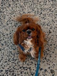 Lost Male Dog last seen Near Harmon St, Jersey City, NJ 07304, Jersey City, NJ 07304