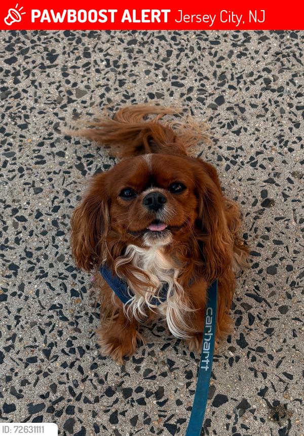 Lost Male Dog last seen Near Harmon St, Jersey City, NJ 07304, Jersey City, NJ 07304