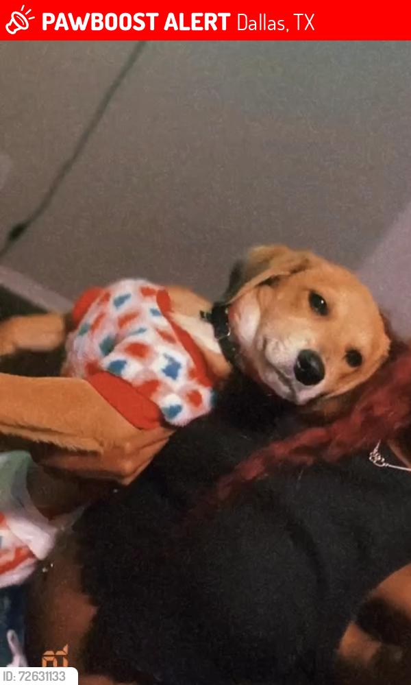 Lost Female Dog last seen Bluffman dr, Dallas, TX 75241