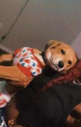 Lost Female Dog last seen Bluffman dr, Dallas, TX 75241