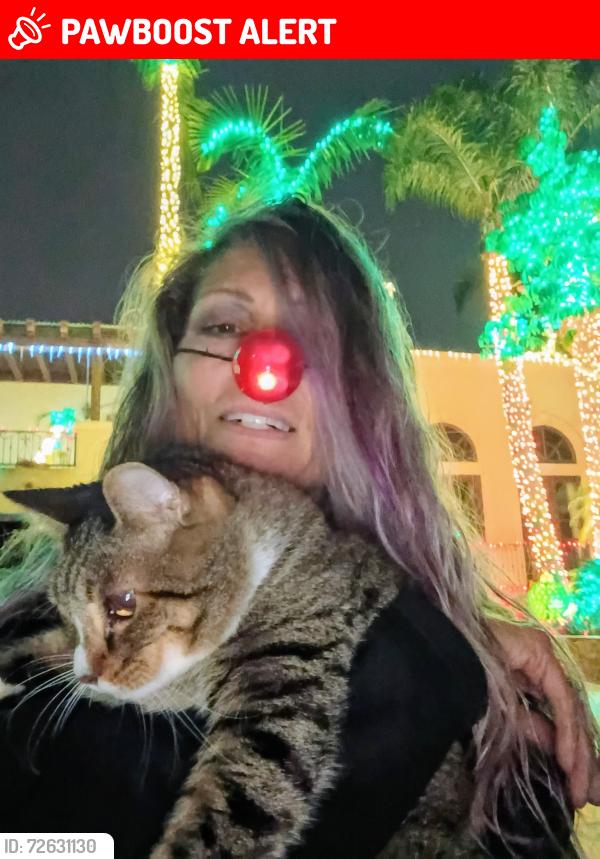 Lost Male Cat last seen 9th and PCH sunset beach , Huntington Beach, CA 92649