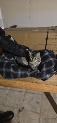 Found/Stray Male Cat last seen Petzinger and Court right rd, Columbus, OH 43232