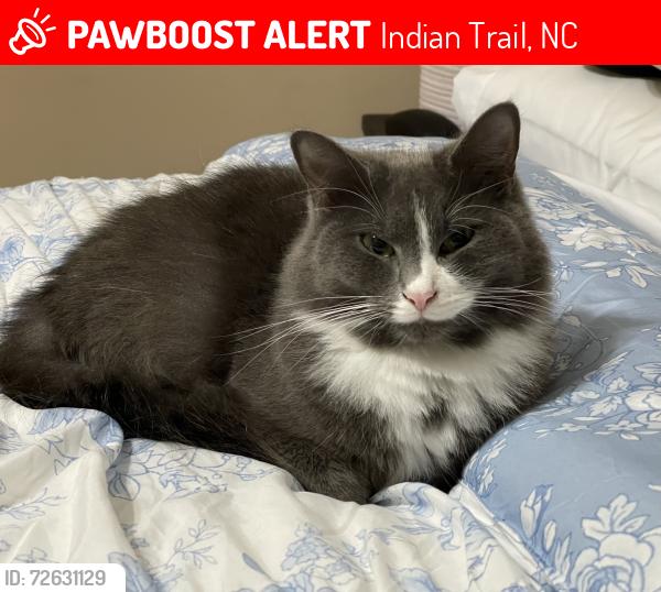 Lost Male Cat last seen Annandale neighborhood , Indian Trail, NC 28079