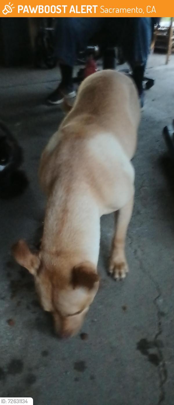 Found/Stray Female Dog last seen Caesar chavez park, Sacramento, CA 95814