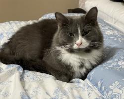 Lost Male Cat last seen Annandale neighborhood , Indian Trail, NC 28079