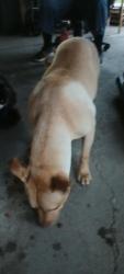 Found/Stray Female Dog last seen Caesar chavez park, Sacramento, CA 95814