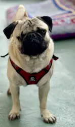 Lost Male Dog last seen Spray St and Long Branch, San Diego, CA 92107