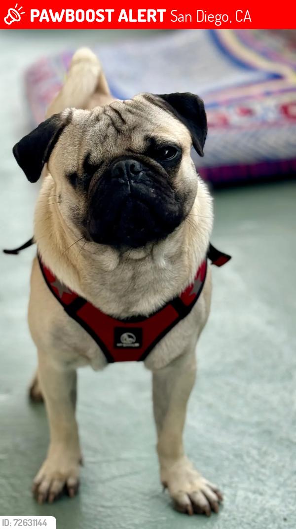 Lost Male Dog last seen Spray St and Long Branch, San Diego, CA 92107