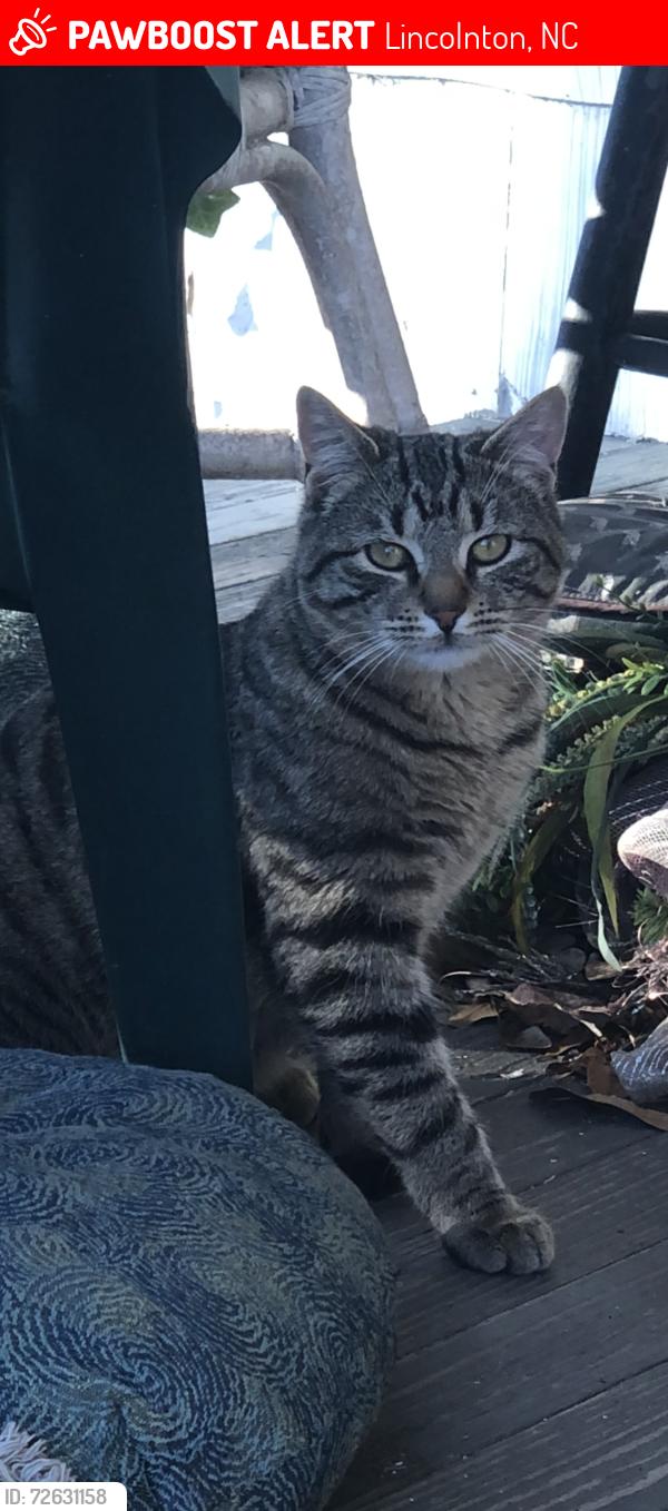 Lost Male Cat last seen Love Memorial School Road, Lincolnton, NC 28092