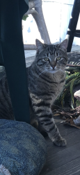Lost Male Cat last seen Love Memorial School Road, Lincolnton, NC 28092