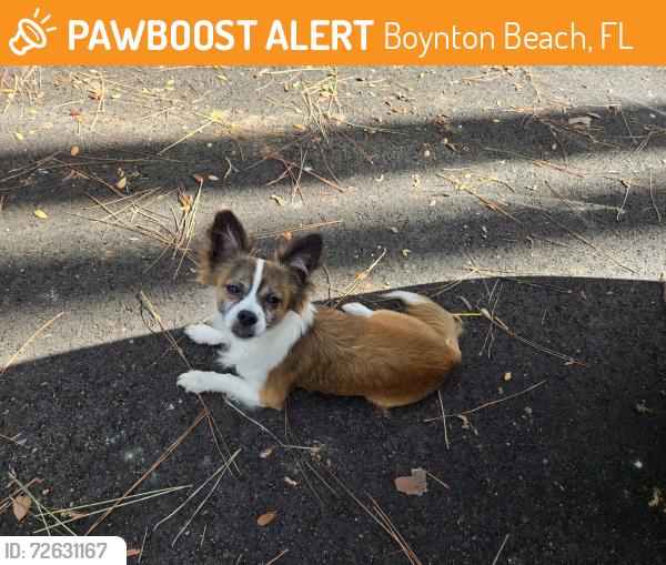 Found/Stray Male Dog last seen Congress and Woolbright , Boynton Beach, FL 33426