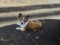 Found/Stray Male Dog last seen Congress and Woolbright , Boynton Beach, FL 33426