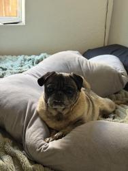 Found/Stray Male Dog last seen Imperial ave & Linnet st, San Diego, CA 92114
