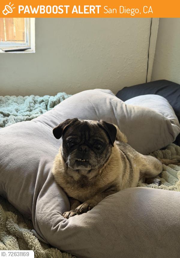 Found/Stray Male Dog last seen Imperial ave & Linnet st, San Diego, CA 92114