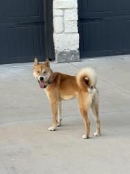 Found/Stray Male Dog last seen Mansfield Webb near The Beacon, Arlington, TX 76002