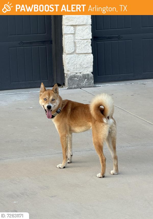 Found/Stray Male Dog last seen Mansfield Webb near The Beacon, Arlington, TX 76002