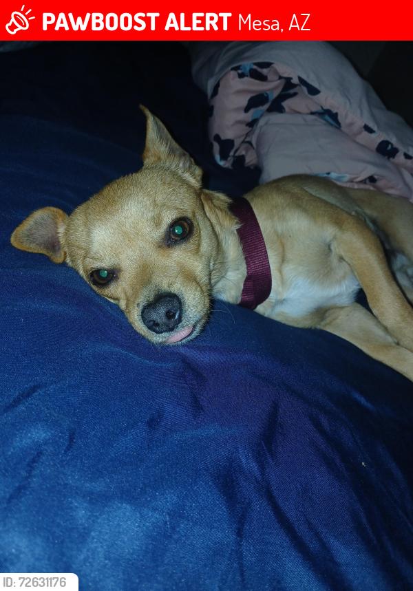 Lost Male Dog last seen Last seen near Circle K in the bushes hiding on 1817 west baseline road , Mesa, AZ 85202