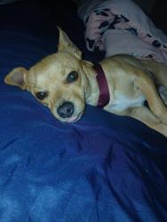 Lost Male Dog last seen Last seen near Circle K in the bushes hiding on 1817 west baseline road , Mesa, AZ 85202