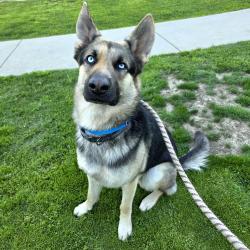 Found/Stray Male Dog last seen Near Pacific Ave, Long Beach, CA 90813, Long Beach, CA 90813