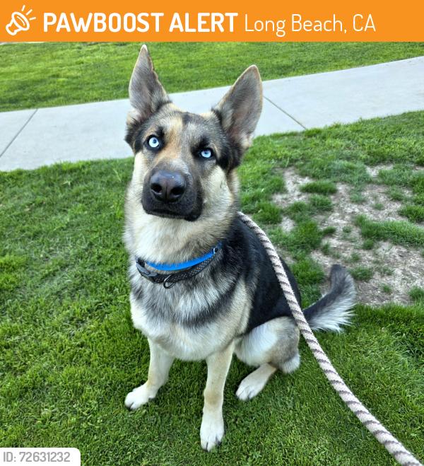 Found/Stray Male Dog last seen Near Pacific Ave, Long Beach, CA 90813, Long Beach, CA 90813