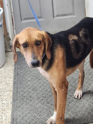 Found/Stray Male Dog last seen Holly church Spring Road, williamston NC, Williamston, NC 27892