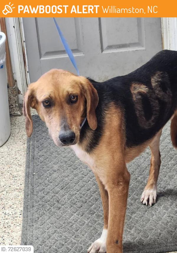 Found/Stray Male Dog last seen Holly church Spring Road, williamston NC, Williamston, NC 27892
