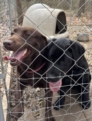Lost Female Dog last seen Eldridge Rd Newton Grove, Dunn, NC 28334