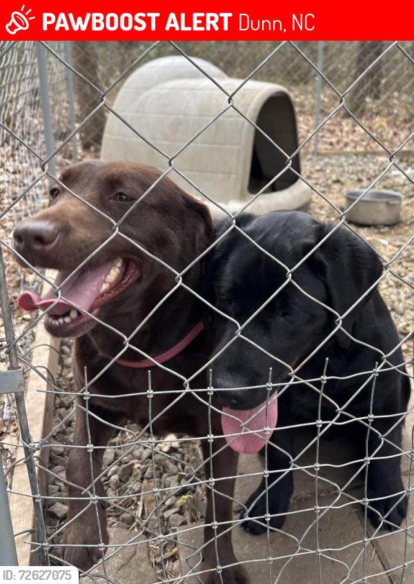 Lost Female Dog last seen Eldridge Rd Newton Grove, Dunn, NC 28334