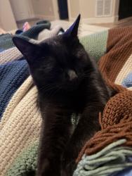 Lost Male Cat last seen Vine/I25, Fort Collins, CO 80524