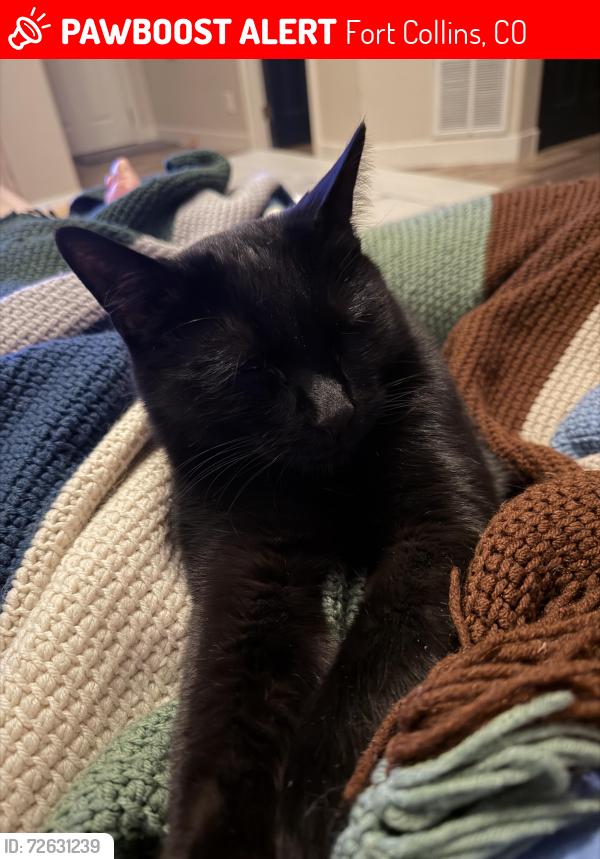 Lost Male Cat last seen Vine/I25, Fort Collins, CO 80524