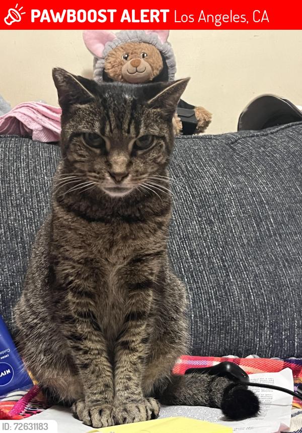 Lost Female Cat last seen 23rd and Catalina Street, Los Angeles, CA 90007