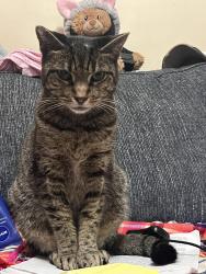 Lost Female Cat last seen 23rd and Catalina Street, Los Angeles, CA 90007