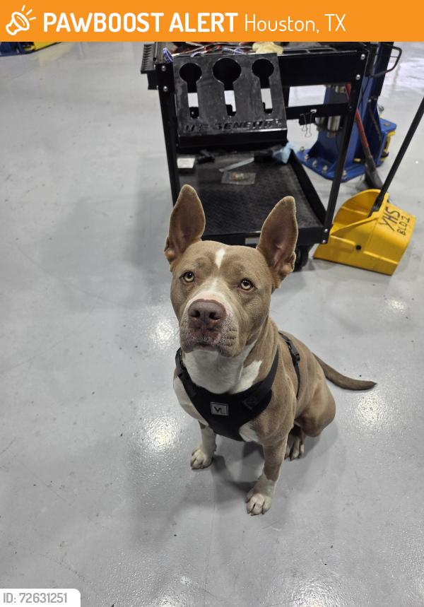Found/Stray Female Dog last seen Greenwind chase drive , Houston, TX 77094