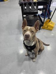 Found/Stray Female Dog last seen Greenwind chase drive , Houston, TX 77094