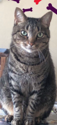 Lost Male Cat last seen Harvest Pointe Ln katy tx 77494, Pine Mill Ranch, TX 77494