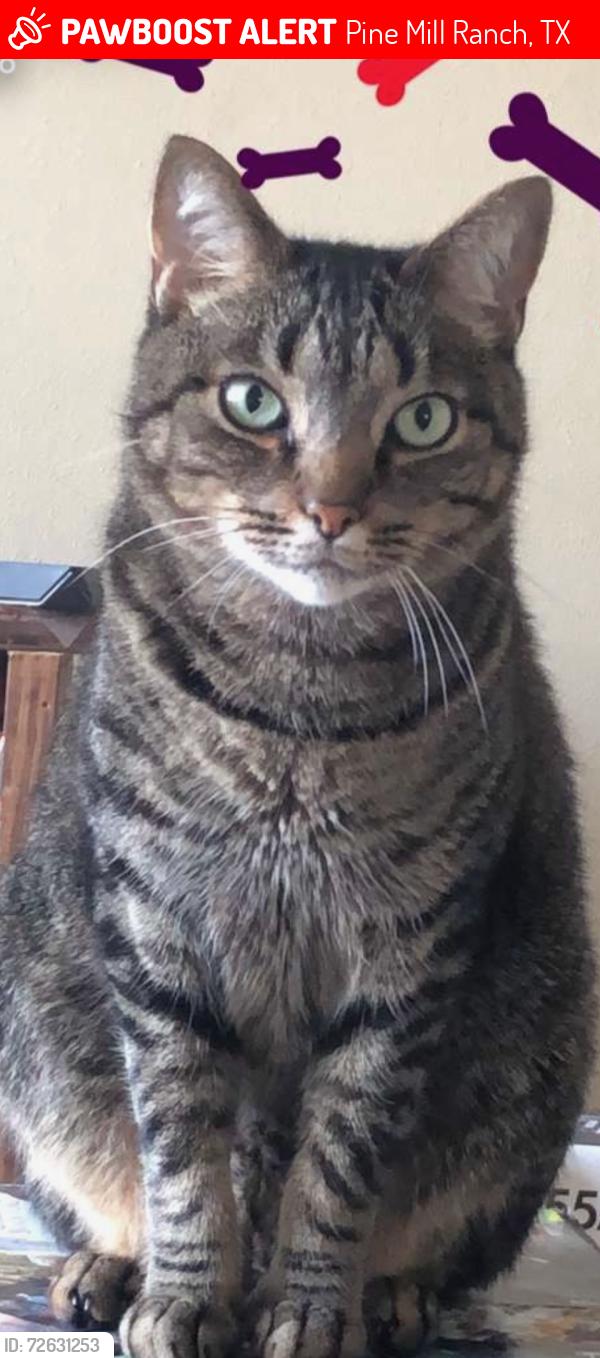 Lost Male Cat last seen Harvest Pointe Ln katy tx 77494, Pine Mill Ranch, TX 77494