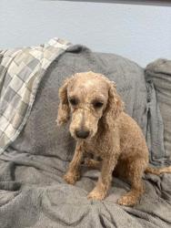 Lost Female Dog last seen Near St. Michael’s Church , Aurora, CO 80013