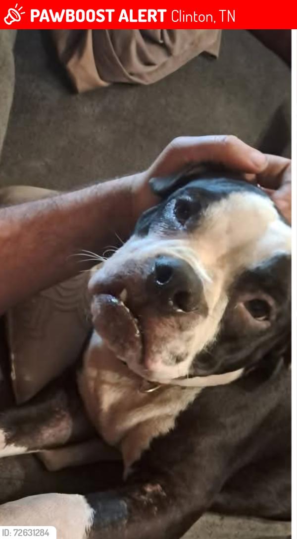 Lost Male Dog last seen Johnson circle and ridgeview drive in lost bottom area, Clinton, TN 37716