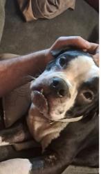 Lost Male Dog last seen Johnson circle and ridgeview drive in lost bottom area, Clinton, TN 37716
