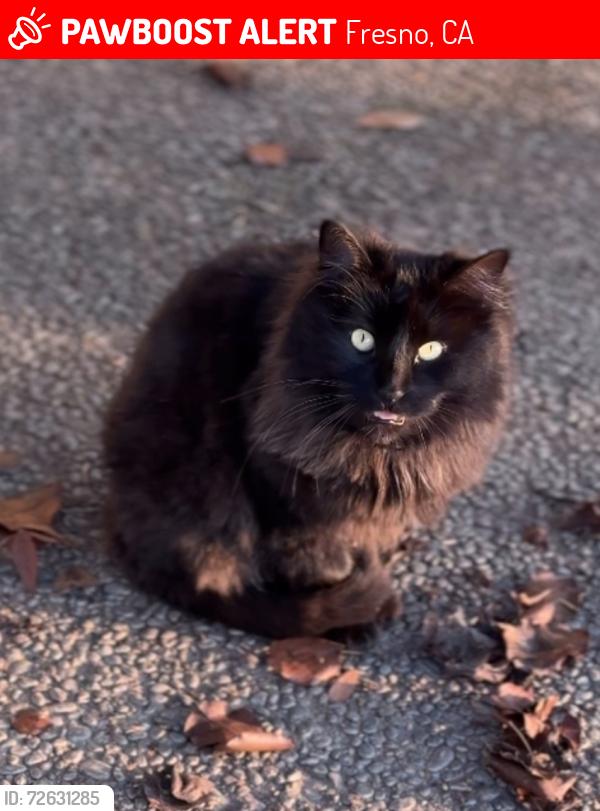 Lost Male Cat last seen First & Gettysburg, Fresno, CA 93726