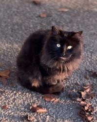 Lost Male Cat last seen First & Gettysburg, Fresno, CA 93726