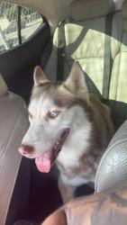 Found/Stray Male Dog last seen Near Helen drive , Los Angeles, CA 90063