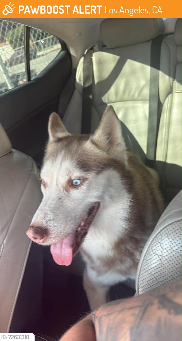 Found/Stray Male Dog last seen Near Helen drive , Los Angeles, CA 90063
